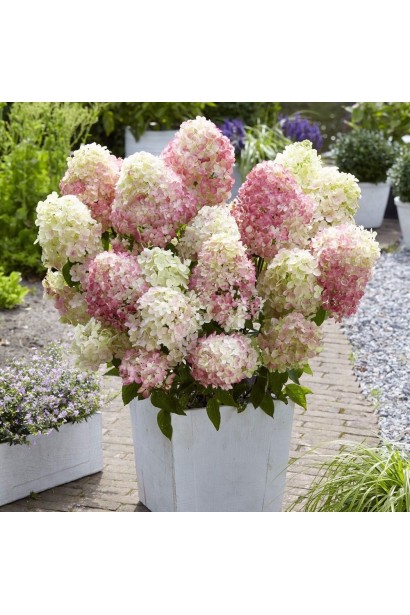 Hydrangea paniculata ‘Living Summer Love’
